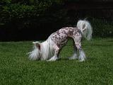 CHIEN NU CHINOIS 286